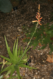 Aloe vera RCP10-09 054.jpg